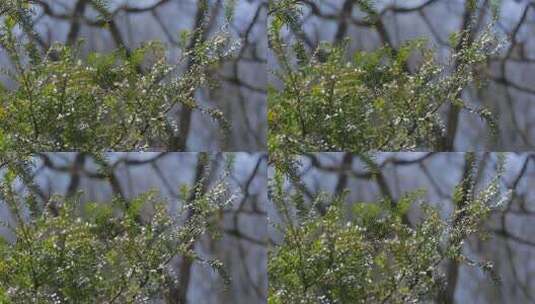 春天山区红豆杉新叶嫩芽高清在线视频素材下载