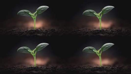 破土而出的小苗象征着希望与新生高清在线视频素材下载