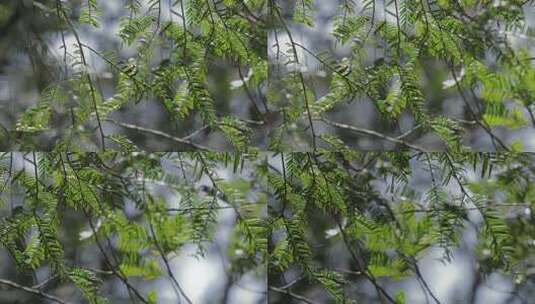 春天山区红豆杉新叶嫩芽高清在线视频素材下载