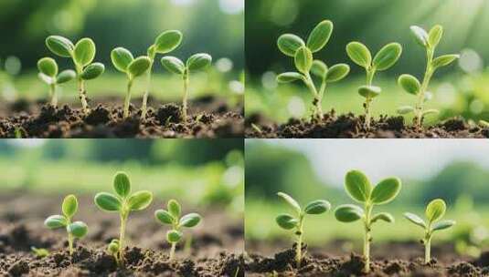 土壤中幼苗生长特写高清在线视频素材下载