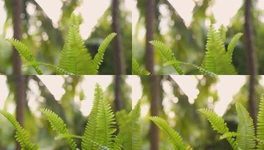 微风吹动叶子摇曳摆动清新绿色大自然高清在线视频素材下载
