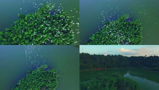 鸟群飞过湖心绿岛俯瞰画面高清在线视频素材下载