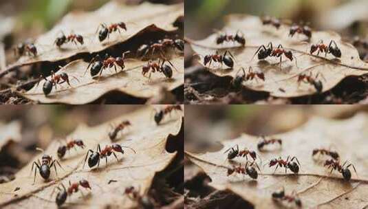 蚂蚁在枯叶上活动的微距画面高清在线视频素材下载