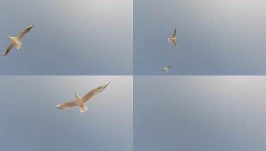 青岛栈桥的海鸥慢动作视频高清在线视频素材下载