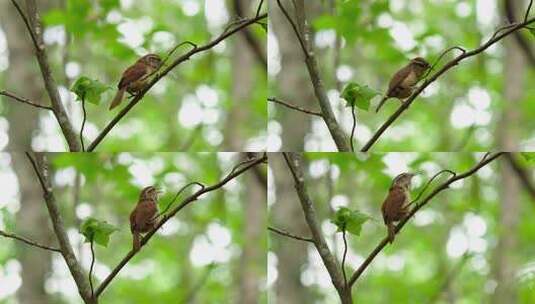 夏日森林中知更鸟在翠绿树枝上鸣叫的特写高清在线视频素材下载