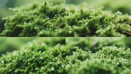 带水滴的绿色植物特写高清在线视频素材下载