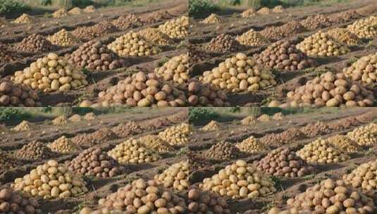 田地里堆放的新鲜土豆高清在线视频素材下载