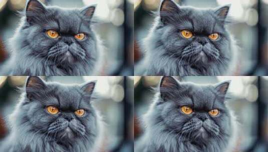 灰色波斯猫的迷人肖像高清在线视频素材下载