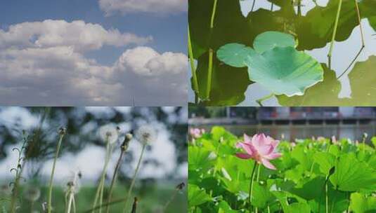 夏天阳光树叶立夏夏至小暑大暑夏日小清新高清在线视频素材下载