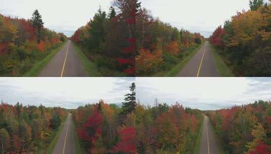 航拍加拿大秋天五颜六色的森林高清在线视频素材下载