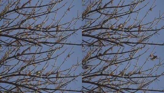 树枝上停留小鸟深秋立冬悲凉凄凉萧瑟情绪高清在线视频素材下载