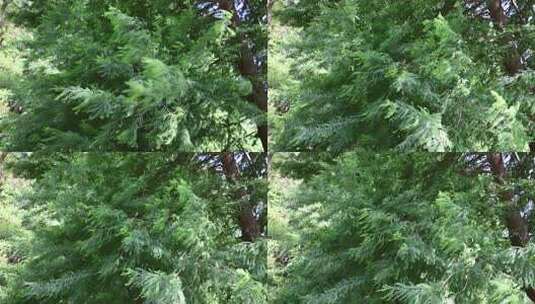 茂密翠绿杉树树木枝叶高清在线视频素材下载