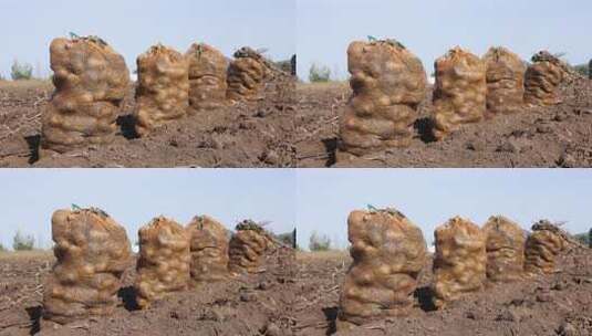 田地里袋装土豆丰收景象高清在线视频素材下载