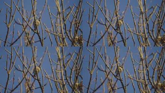 树枝上停留小鸟深秋立冬悲凉凄凉萧瑟日落高清在线视频素材下载