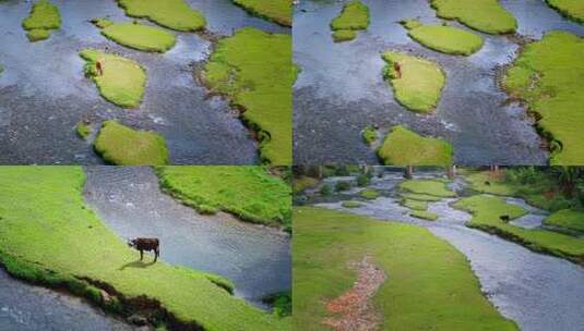 河流草原动物俯拍素材高清在线视频素材下载