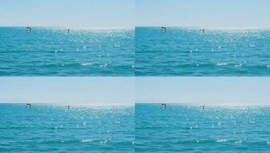 海面上飞翔的海鸥高清在线视频素材下载