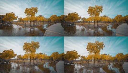 额济纳胡杨林小火车内蒙古风景秋天胡杨高清在线视频素材下载