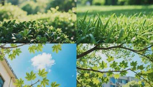 阳光下的自然之美高清在线视频素材下载