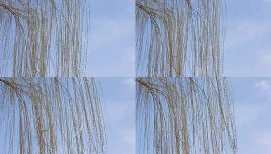 春天柳树发芽柳枝随风摆动高清在线视频素材下载