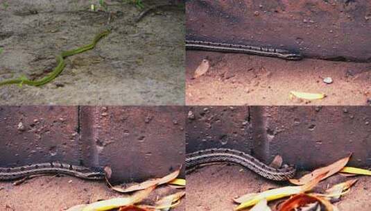 野生动物蛇高清在线视频素材下载