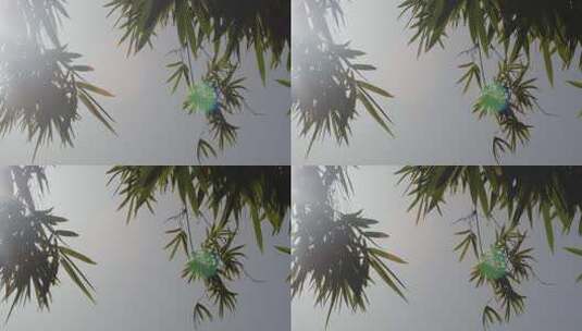 竹子竹叶秋日阳光光斑意境特写高清在线视频素材下载