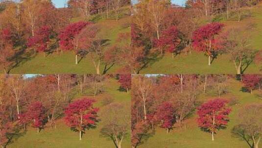 枫树航拍高清在线视频素材下载