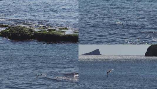 海边礁石群海鸥栖息飞翔慢镜头海浪拍打礁石高清在线视频素材下载