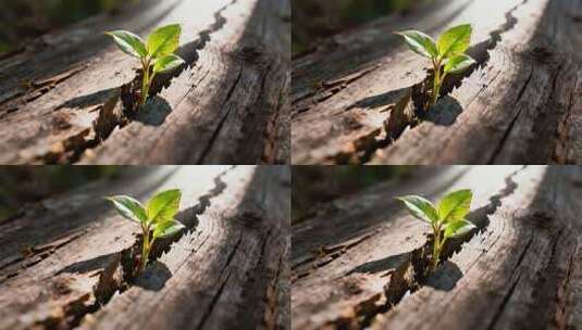 木头上生长的嫩绿植物高清在线视频素材下载