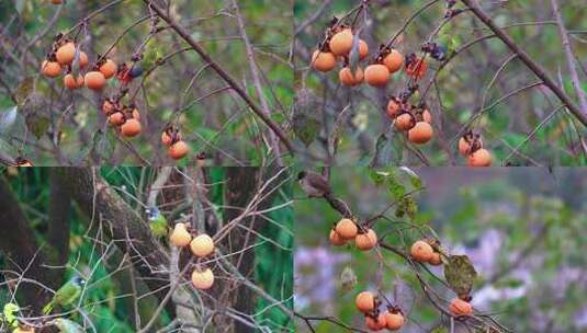 鸟吃柿子威宁金钟夸都么站冬天柿子成熟高清在线视频素材下载