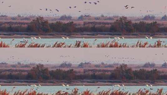 山东黄河口湿地鸟类野生动物高清在线视频素材下载