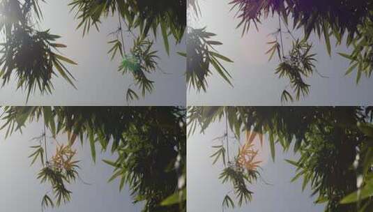 竹子竹叶秋日阳光光斑意境特写高清在线视频素材下载