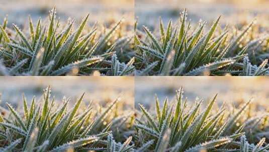 冬季清晨阳光霜冻绿草微距特写视频高清在线视频素材下载