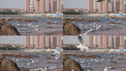 青岛栈桥的海鸥慢动作视频高清在线视频素材下载