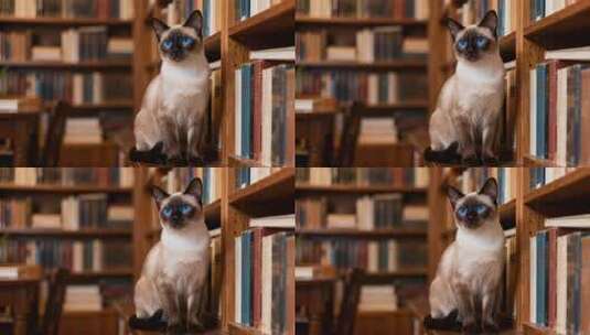书架上的暹罗猫高清在线视频素材下载