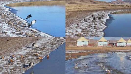 高原湖泊边的黑颈鹤高清在线视频素材下载