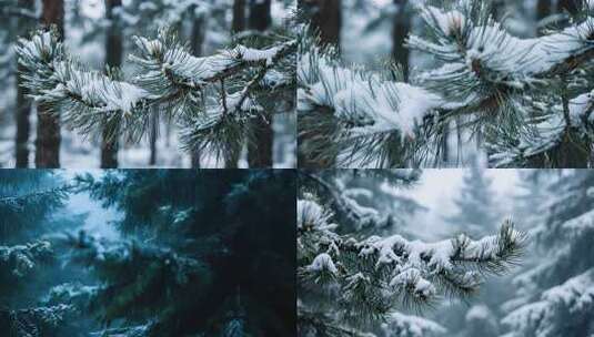 雪松松树松针松枝松林高清在线视频素材下载