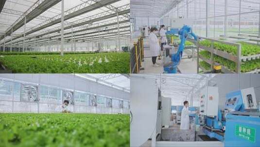 温室大棚内蔬菜种植场景高清在线视频素材下载