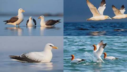 海鸟群栖生态高清在线视频素材下载