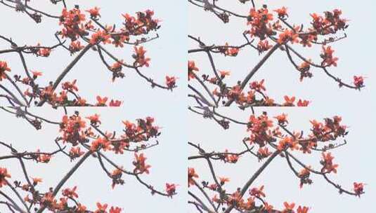 木棉花盛开特写画面高清在线视频素材下载