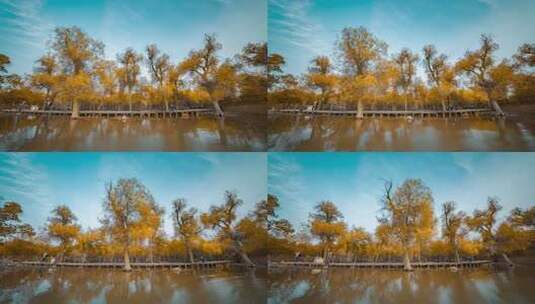 额济纳胡杨林小火车内蒙古风景秋天胡杨高清在线视频素材下载