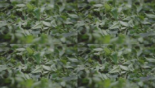 新鲜茶叶特写素材高清在线视频素材下载