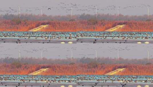 山东黄河口湿地鸟类野生动物高清在线视频素材下载
