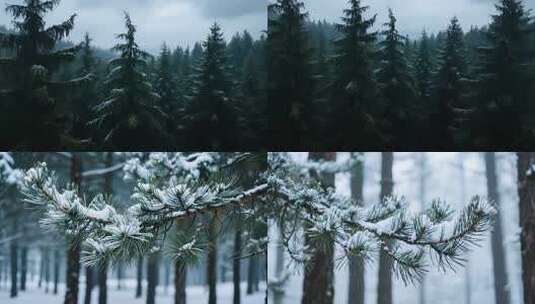 雪松松树松针松枝松林高清在线视频素材下载
