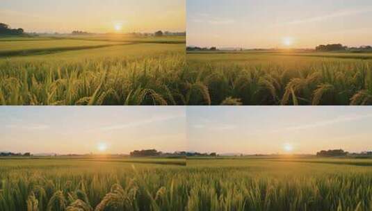 夕阳下的金黄稻田全景高清在线视频素材下载