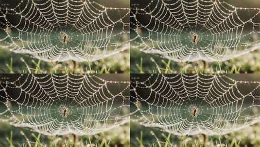 立秋清晨蜘蛛网露珠微距特写视频高清在线视频素材下载