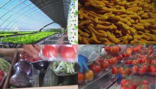 温室大棚内蔬菜种植场景高清在线视频素材下载
