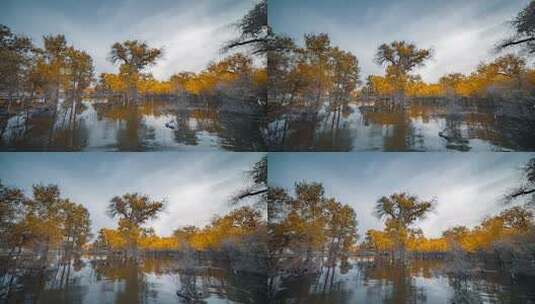 额济纳胡杨林小火车内蒙古风景秋天胡杨高清在线视频素材下载