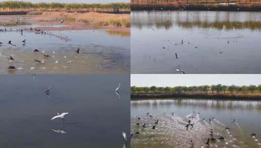 宁夏沙湖候鸟类高清在线视频素材下载