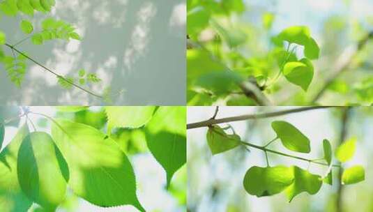 阳光下的植物立春高清在线视频素材下载