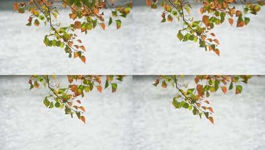 秋天园林秋韵高清在线视频素材下载